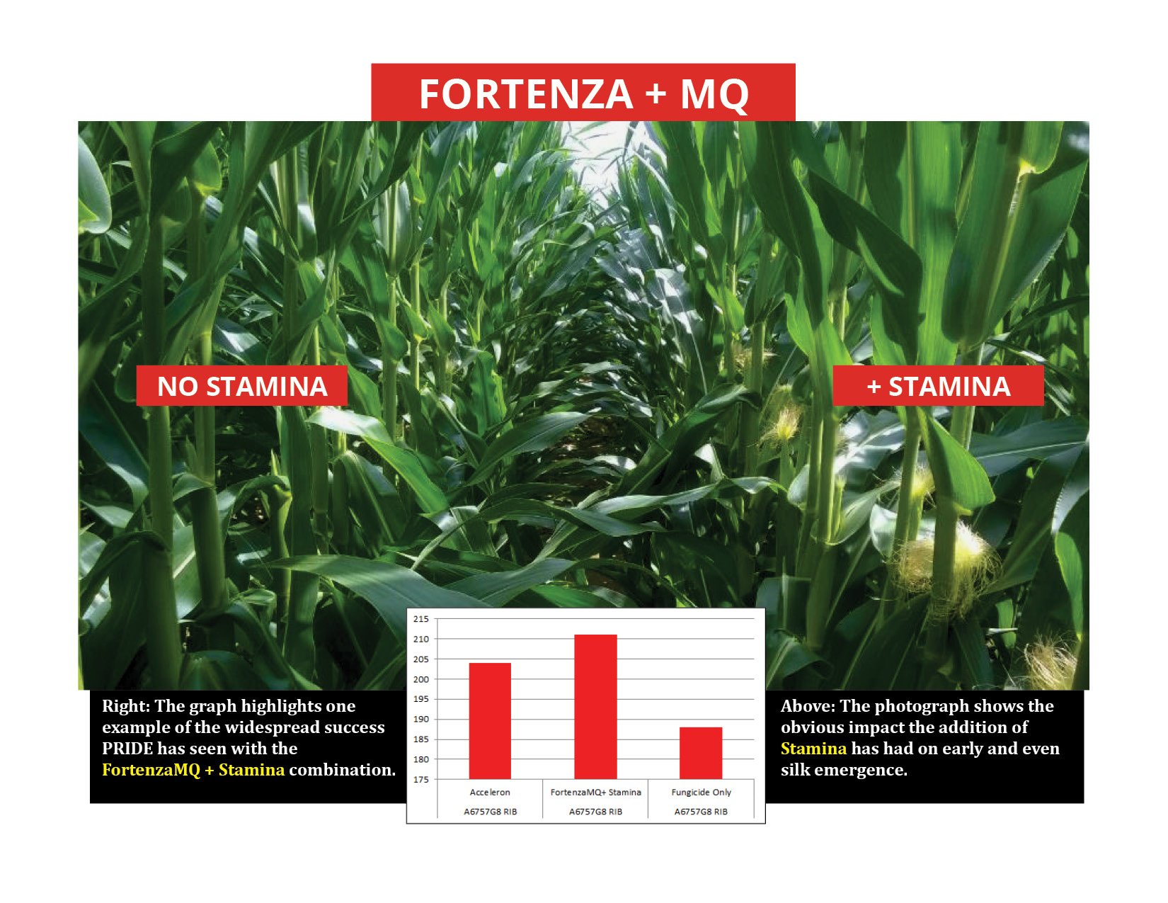 fortenza graphic